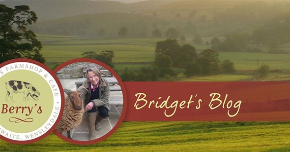 Bridget's November Blog - Radiators and Walkabouts